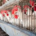 Investment in pullet rearing leads to longer egg production